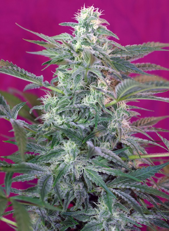 Big Foot de Sweet Seeds 3+1