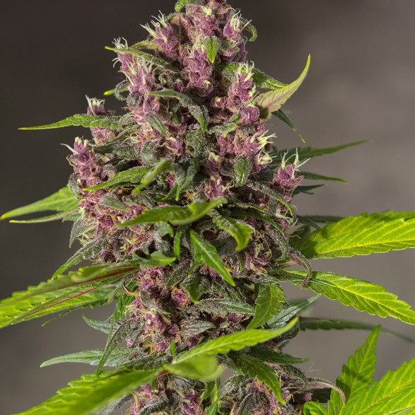 Bloody skunk auto 3+1