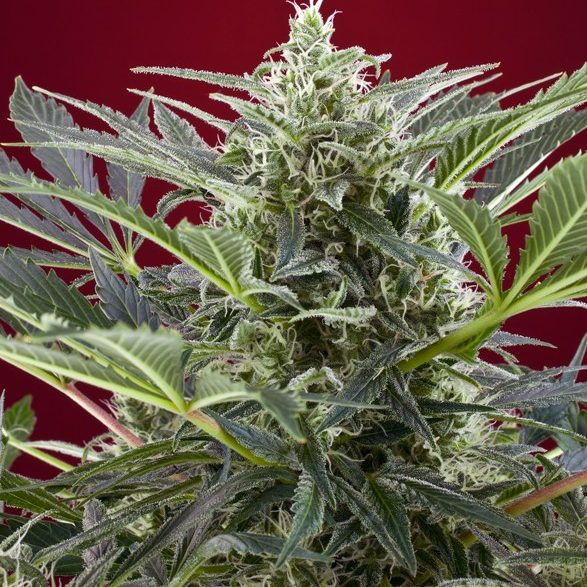 Cream 47 de Sweet Seeds 3+1