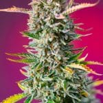 Gorilla Sherbet F1 Fast Version de Sweet Seeds 3+1