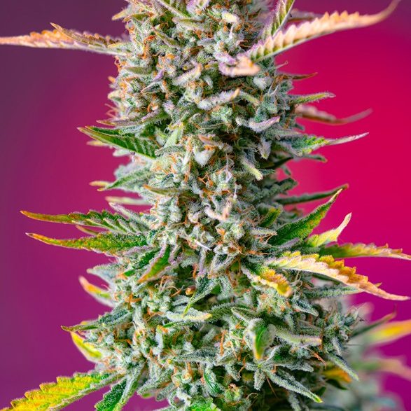 Gorilla Sherbet F1 Fast Version de Sweet Seeds 3+1