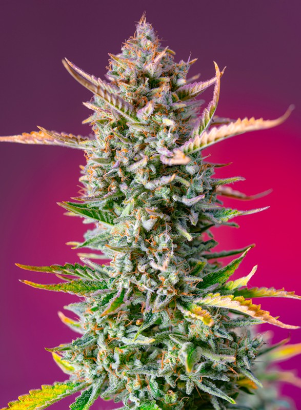 Gorilla Sherbet F1 Fast Version de Sweet Seeds 3+1