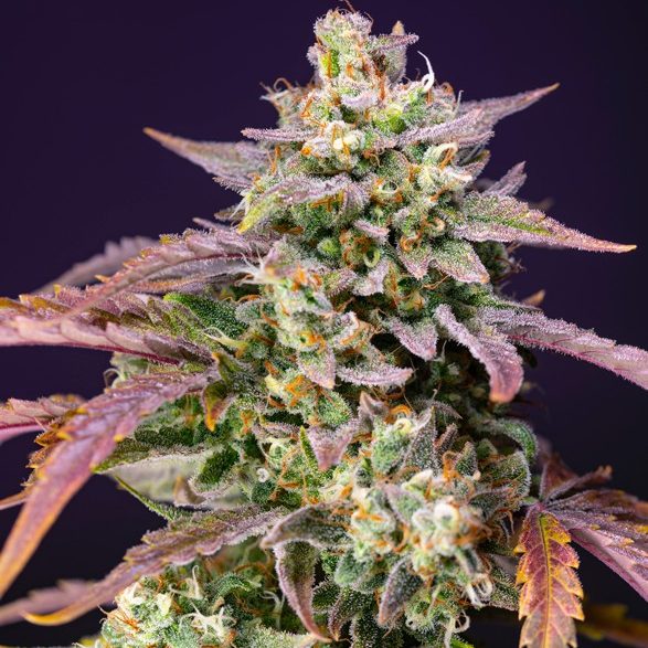 Purple Punch OG XL auto (3+1) Sweet Seeds