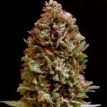 CBD #77