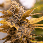 2x1 Alien candy kush Auto (x3) - High speed buds
