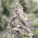 2x1 #9 Pound Hammer auto (x3) - High Speed buds