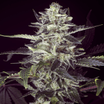 2x1 Brain Stroke auto (x3) - High Speed Buds
