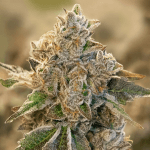 2x1 Do Si Face auto (x3) - High speed buds