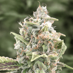 2x1 Gratefull Dead auto (x3) - High Speed buds