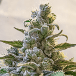 2x1 Lemon Cake auto (x3) - High Speed Buds