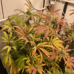 Orange Groovye bx