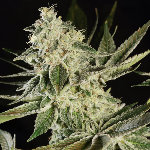 2x1 Glowstarz Fem (x3) - Paradise Seeds