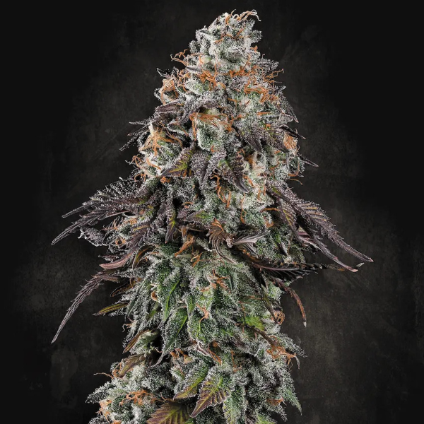 2x1 White Noise Fem (x3) - Paradise Seeds