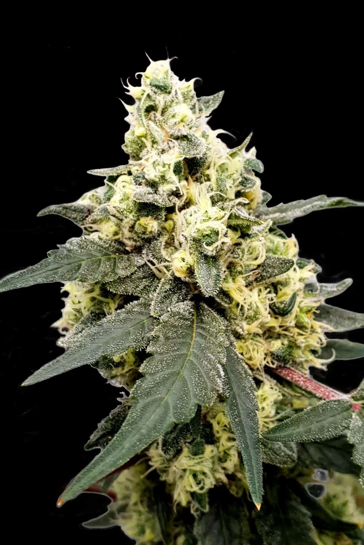 Lemonade Auto (x3)