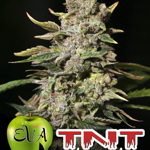 Tnt Kush CBD (x3) Eva Seeds