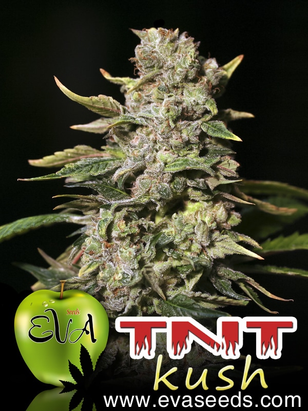 Tnt Kush CBD (x3) Eva Seeds