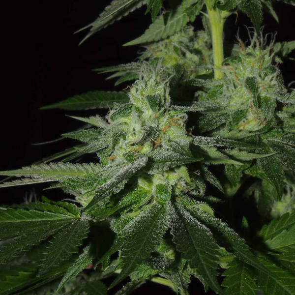 Frosted Madness