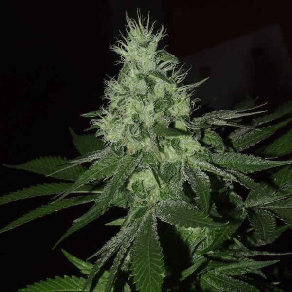 Frosted madness