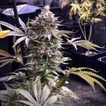Pineapple madness R2