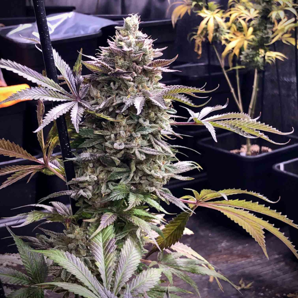 Pineapple madness R2