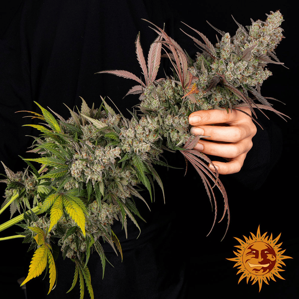 Diseño sin título - 2026-04-24T125858.689 Kush Mintz (x3) Barney's Farm - Imagen 1