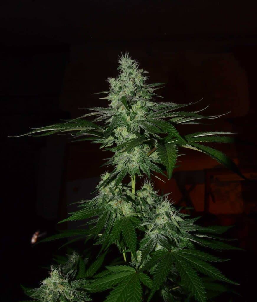 Frosted Madness - Limited edition (x3) (+SEMILLA DE REGALO) Grateful Seeds