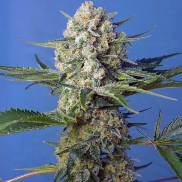 Crystal candy Fast version