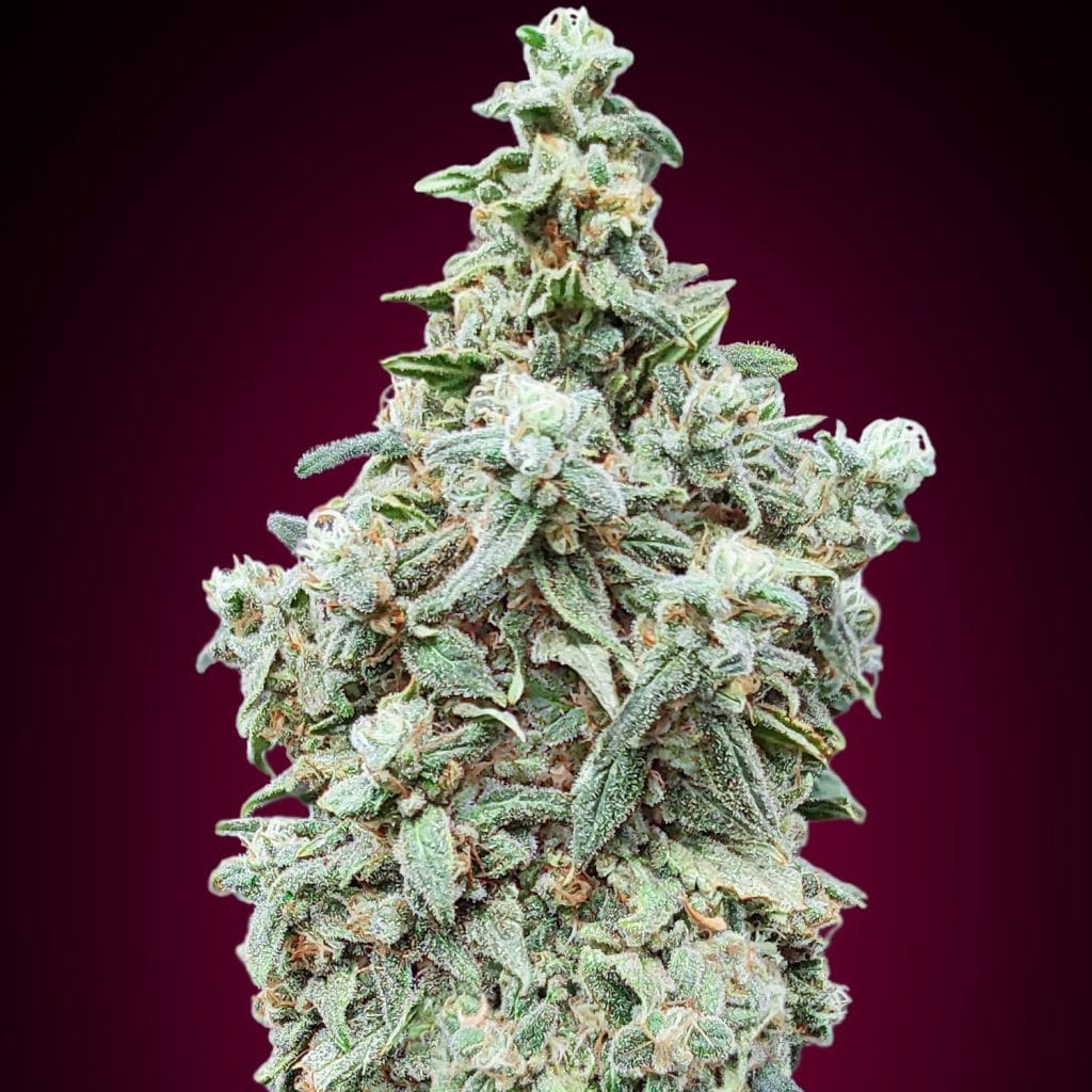 auto cherry pie