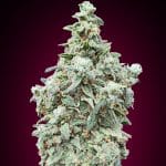 auto cherry pie