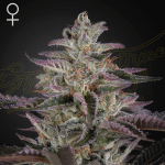Banana Krumble Fem (x3) - Green House Seeds