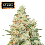OG Kush auto (x3) - Seedstockers