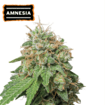 Amnesia auto (x3) - Seedstockers