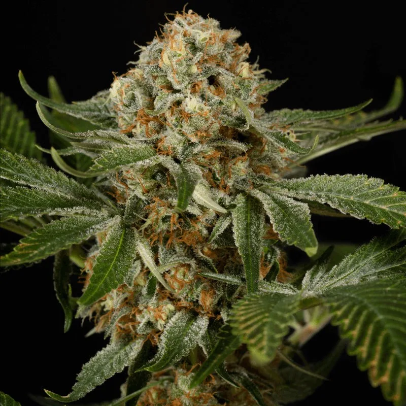 OG Kush Fem (x3) - Silent Seeds - Semillas del Huaso