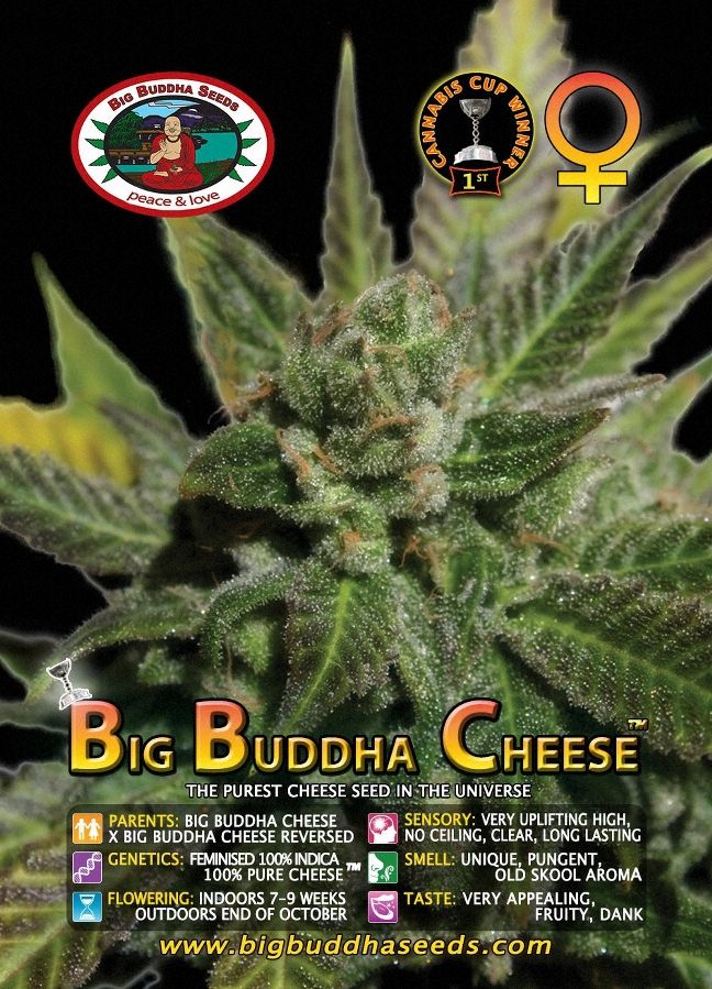 Big Buddha Cheese