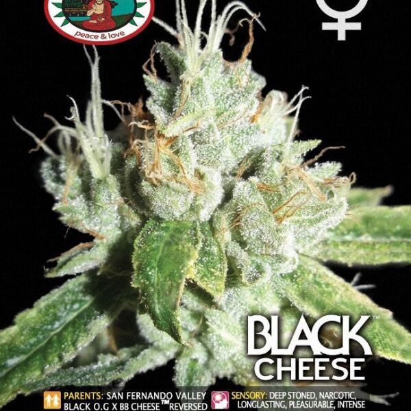 Buddha Black Cheese