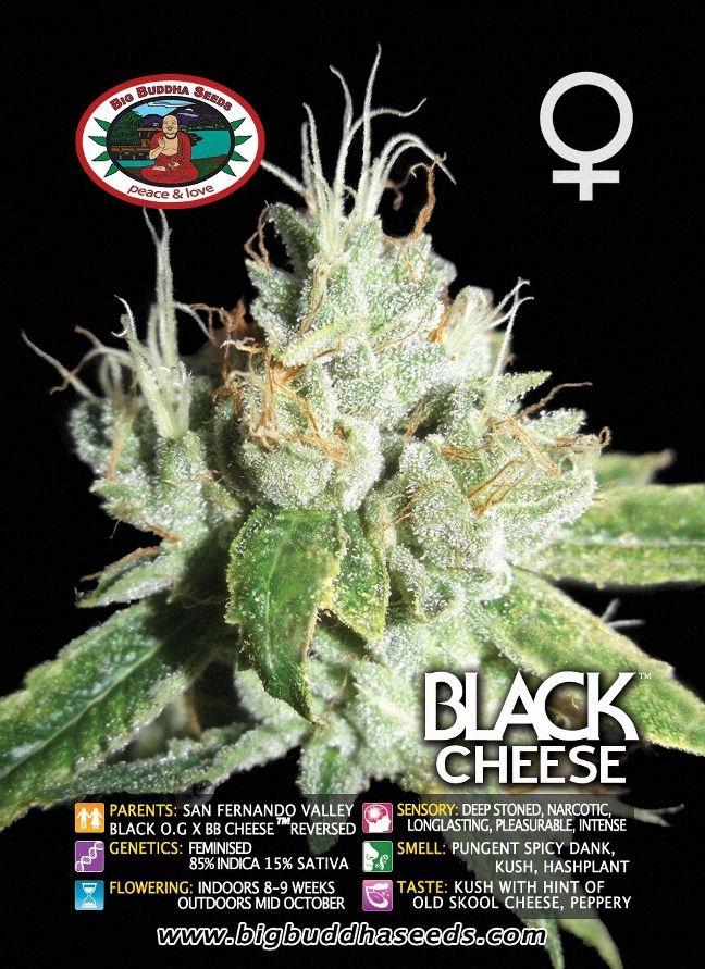 Buddha Black Cheese