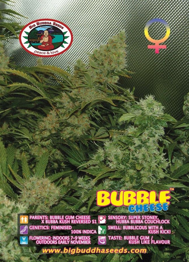 Bubble Cheese