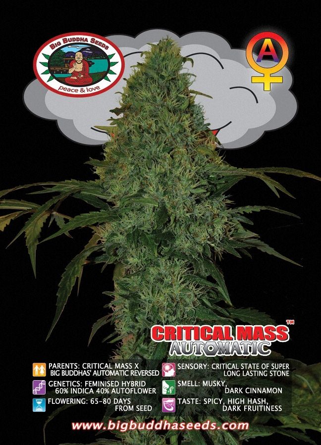 Critical Mass AUTOMATIC