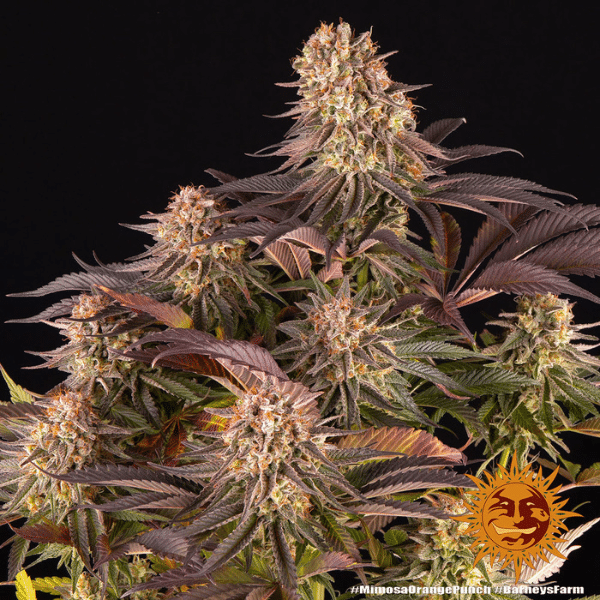 mimosa x orange punch