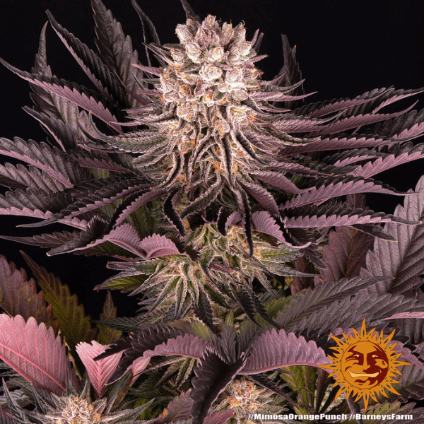 mimosa x orange punch