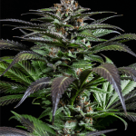 Purps