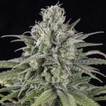 UK cheese auto