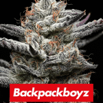 black cherry gushers