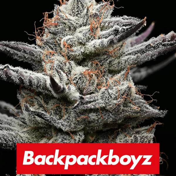 black cherry gushers