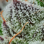 black cherry gushers