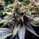 Chocolate mint OG x100