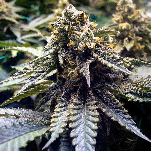 Chocolate mint OG x100