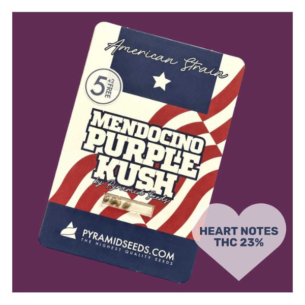 Mendocino purple kush