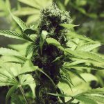 Northern lights de Royal