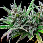 Northern lights de Royal